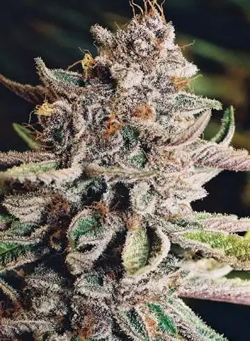 Blueberry Jam Regular by Dr. Atomic Seeds cannabis strain