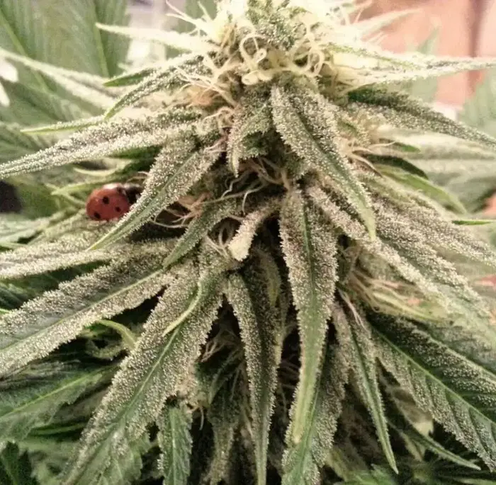 Blueg by Bigdogs Seeds Collection cannabis strain
