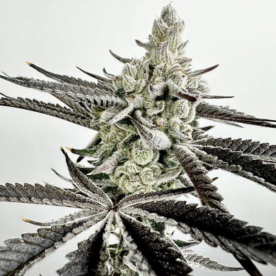Boom Squad by Exotic Genetix cannabis strain