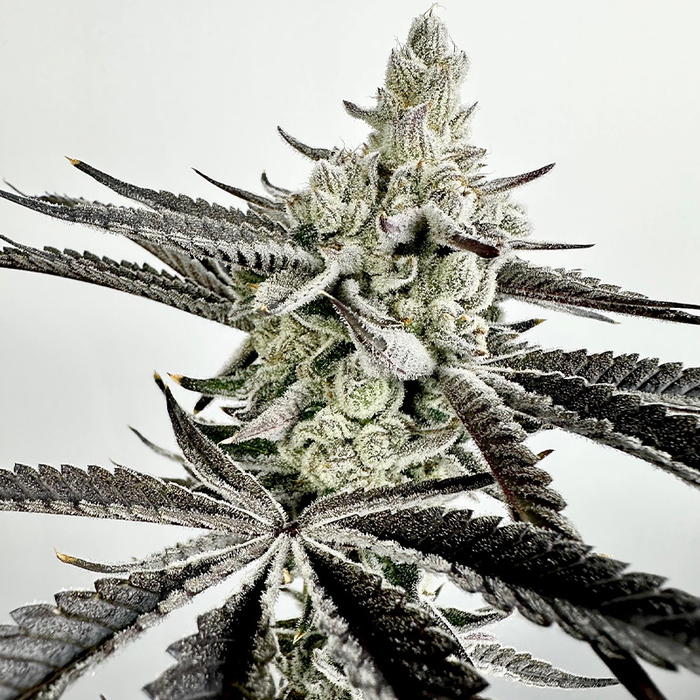 Boom Squad by Exotic Genetix cannabis strain