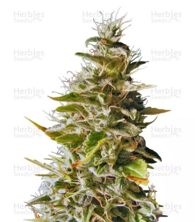 Botafumeiros® by Sweet Seeds, Photoperiod cannabis strain