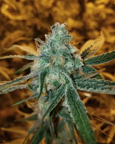 Brain Candy by Insanity Strains cannabis strain