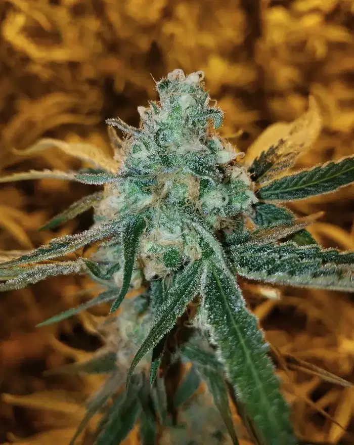 Brain Candy by Insanity Strains cannabis strain
