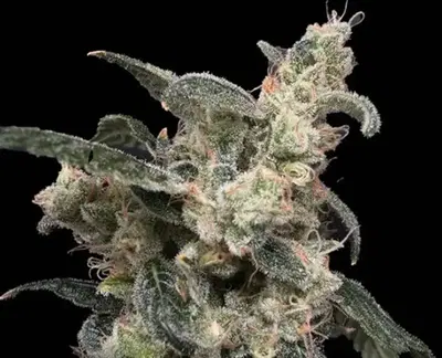 Bramble Jam by Common Wealth Seed Co cannabis strain