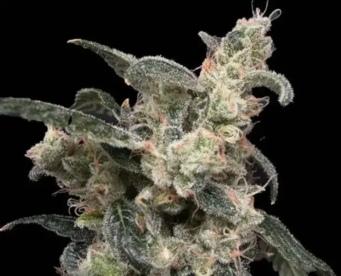 Bramble Jam by Common Wealth Seed Co cannabis strain