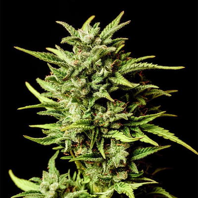 Break-Up Cake Auto by Kannabia Seed Company, Autoflower cannabis strain