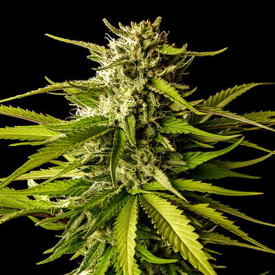 Break-up Cake by Kannabia Seed Company, Photoperiod cannabis strain