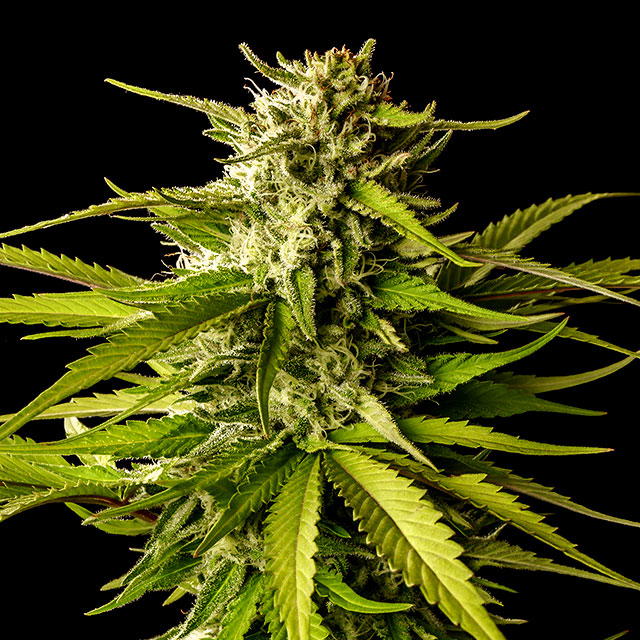 Break-up Cake by Kannabia Seed Company, Photoperiod cannabis strain