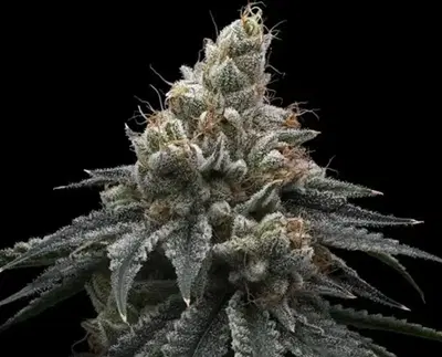 Briar Berriez by Common Wealth Seed Co cannabis strain