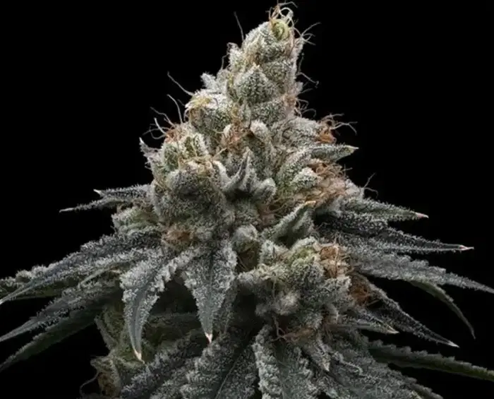 Briar Berriez by Common Wealth Seed Co cannabis strain
