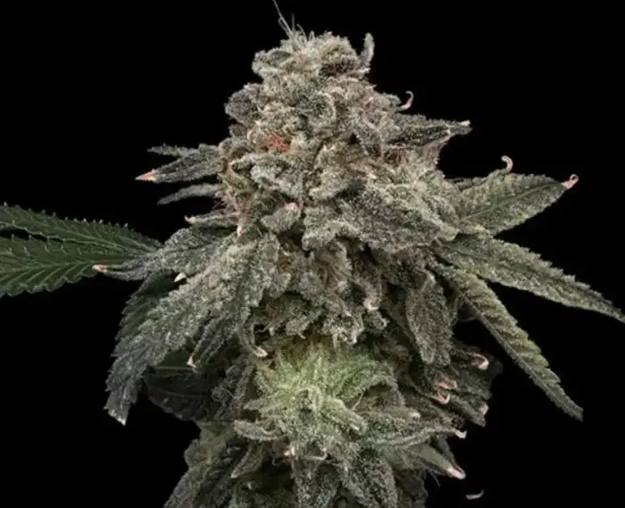 Briar Patch by Common Wealth Seed Co cannabis strain