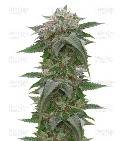 Bubba Kush 2.0 by Humboldt Seed Organization, Photoperiod cannabis strain