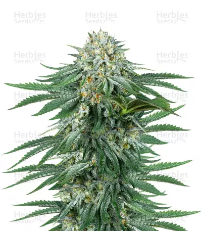 Bubba Kush CBD by Dinafem, Photoperiod cannabis strain