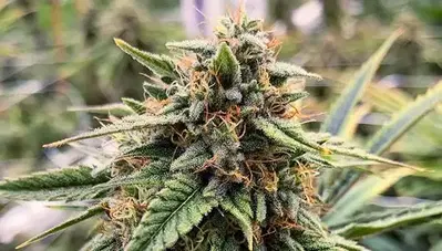 Bubba’S Glue by Rocking Star Farm cannabis strain