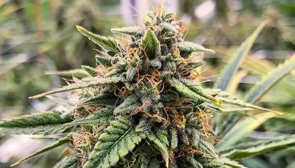 Bubba’S Glue by Rocking Star Farm cannabis strain