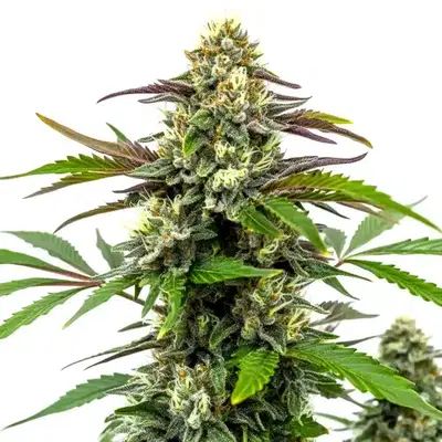 Bubble Gum Sherb by Blimburn Seeds, Photoperiod cannabis strain