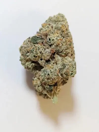 Buddha Bliss by Church Of Cannabis cannabis strain
