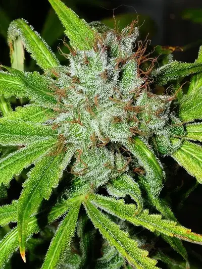 C4 by Chimera Seeds cannabis strain