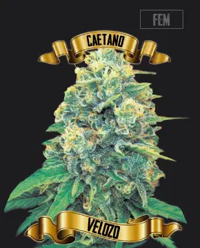 Caetano Velozo by Maconha Seeds Bank, Photoperiod cannabis strain