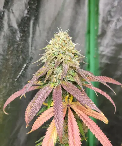 Cake Frosting by Moksha Seeds Co cannabis strain