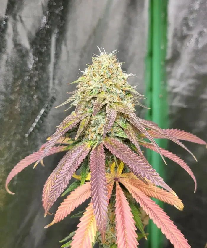 Cake Frosting by Moksha Seeds Co cannabis strain