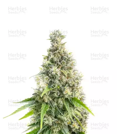 Candy Cane Mango by Seedkeepers, Autoflower cannabis strain