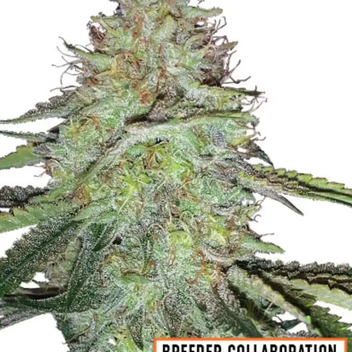 Candy Damage Auto by Msnl cannabis strain