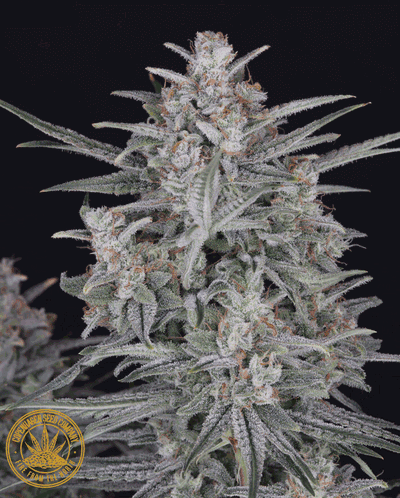 Candy Floss Auto by Copenhagen Seed Company, Autoflower cannabis strain