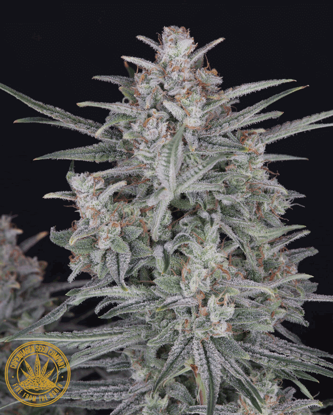 Candy Floss Auto by Copenhagen Seed Company, Autoflower cannabis strain