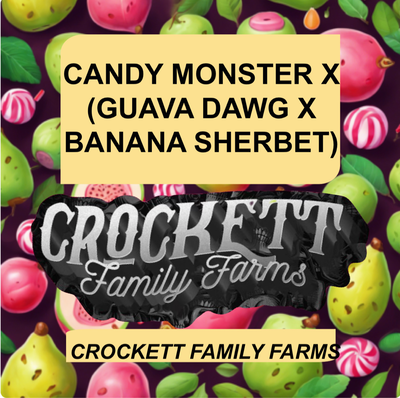 Candy monster x (guava dawg x banana sherbet) by Crockett Family Farms, Photoperiod cannabis strain