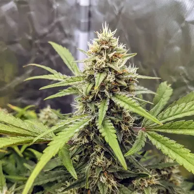 Canna-Cheese 1:1 by Mephisto Genetics, Autoflower cannabis strain