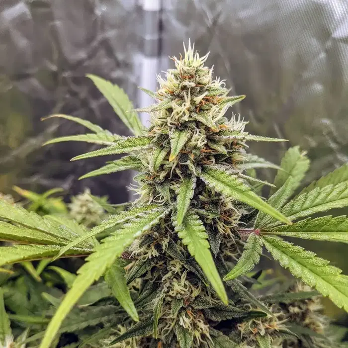 Canna-Cheese 1:1 by Mephisto Genetics, Autoflower cannabis strain