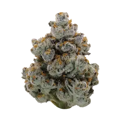 Cap Junky X Devil Driver by Blockhead Buds cannabis strain