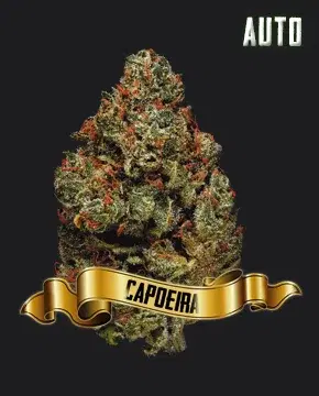 Capoeira by Maconha Seeds Bank, Autoflower cannabis strain
