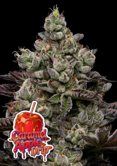 Caramel Apple Drip by Anesia Seeds, Photoperiod cannabis strain