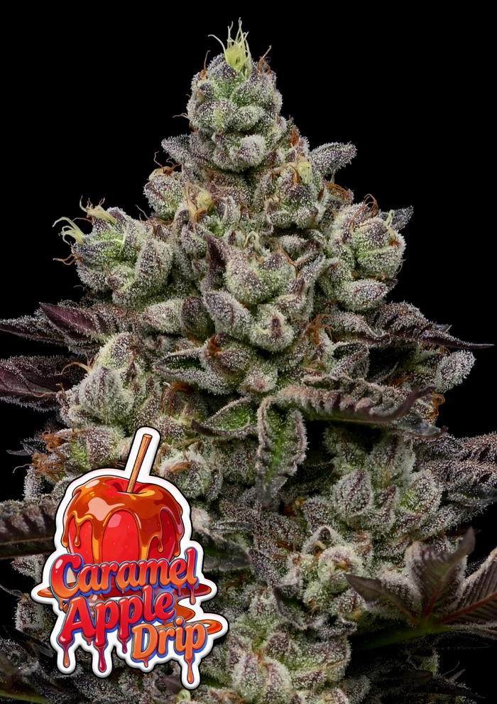 Caramel Apple Drip by Anesia Seeds, Photoperiod cannabis strain