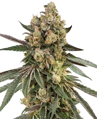 Caramel Pineapple by Sensi Seeds, Photoperiod cannabis strain
