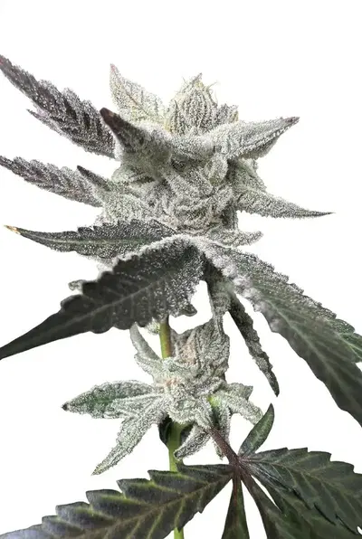 Carbon Colada by Genetix Matter cannabis strain