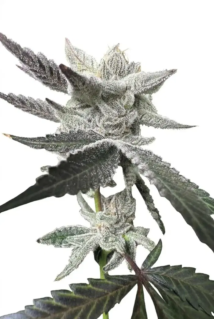 Carbon Colada by Genetix Matter cannabis strain