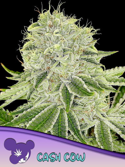 Cash Cow by Anesia Seeds, Photoperiod cannabis strain