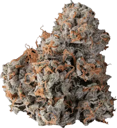 Catfish by Midnight Roots Genetics cannabis strain