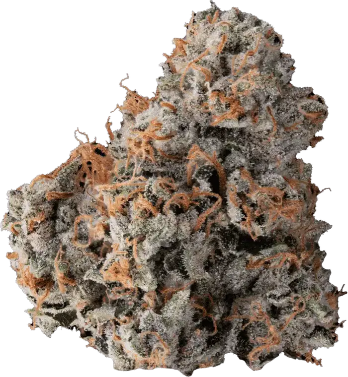 Catfish by Midnight Roots Genetics cannabis strain