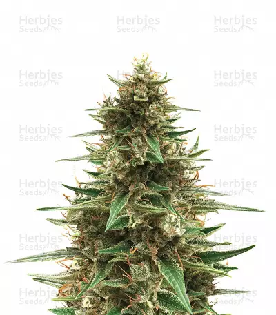CBD 1:1 Silver Lime Haze by Seedstockers, Autoflower cannabis strain