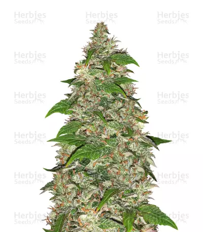 CBD Charlottes Angel cannabis strain