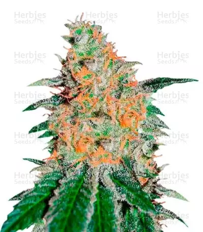CBD Jam by Delicious Seeds, Photoperiod cannabis strain