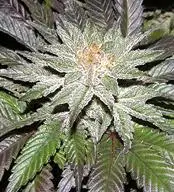 Cereal Killer Regular by Cabin Fever Seed Breeders cannabis strain