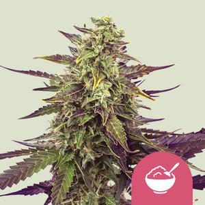 Cereal Milk Autoflowering by Crop King Seeds, Autoflower cannabis strain