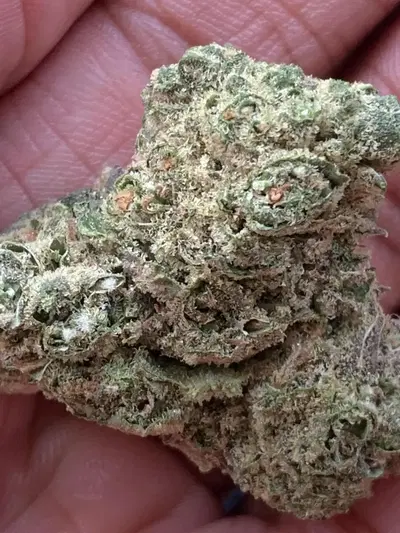 Champion City Chocolate by Progressive Treatment Solutions Pts cannabis strain
