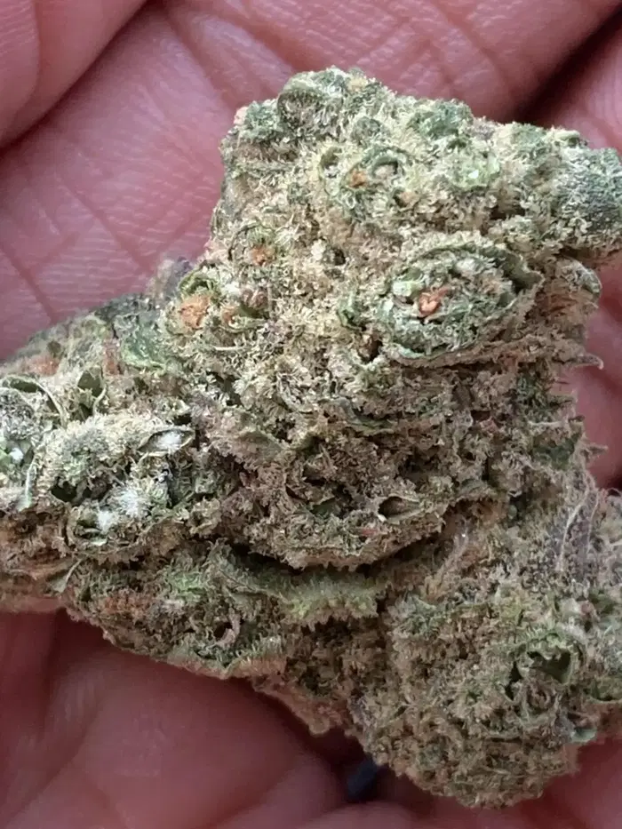 Champion City Chocolate by Progressive Treatment Solutions Pts cannabis strain