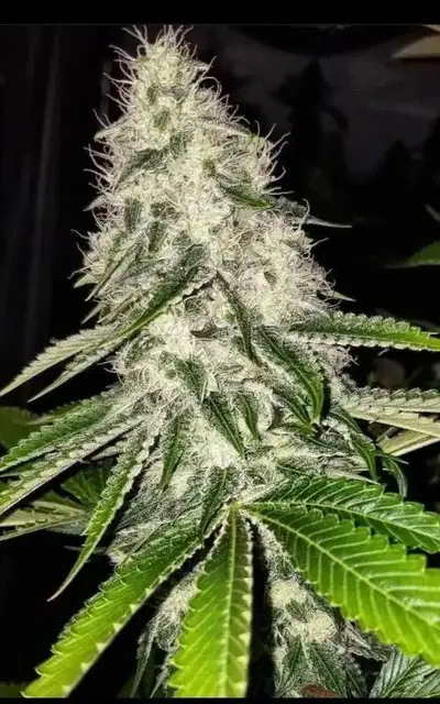Chasca Regular by Lucky Dog Seeds cannabis strain